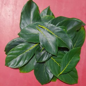 Katahal Ka Patta (Jackfruit Leaf)